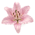 백합